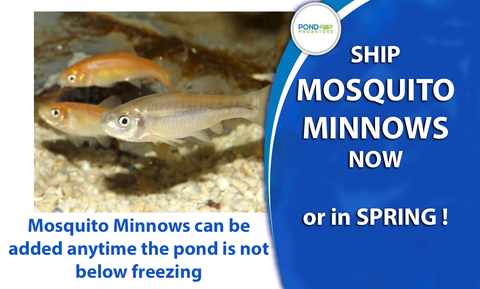 Mosquito Minnows  Winter Hardy!  Sold 12-16 Fish Per Each Ordered Portion