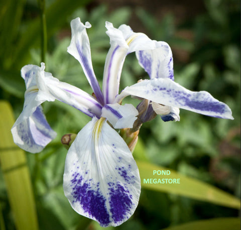 Mottled Beauty Iris Laevigata  - pondmegastore