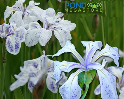 Mottled Beauty Iris Laevigata  - pondmegastore