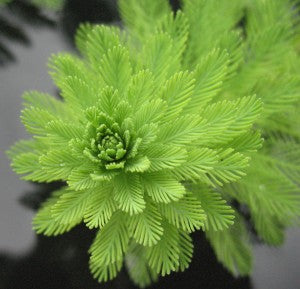 Parrots Feather (GREEN), Parrot Feather