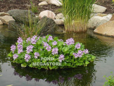 Nycon Floating Plant/Koi fish Barrier (4 Sizes to choose from)  Protect floating plants from koi - pondmegastore