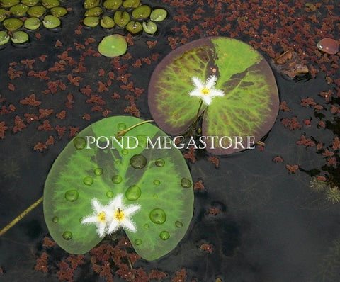 Montana Butterfly   Variegated Water Snowflake (Nymphoides) - pondmegastore