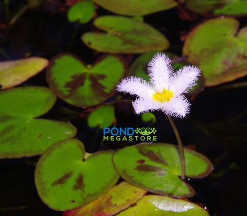 Montana Butterfly   Variegated Water Snowflake (Nymphoides) - pondmegastore