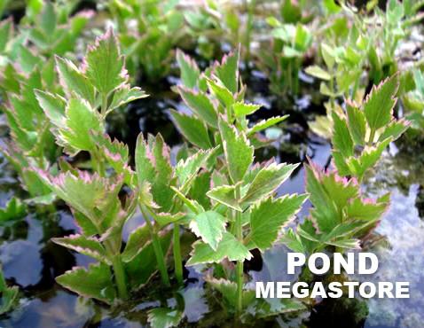 Variegated Celery  (Oenanthe Javanica 'Flamingo') Key filtering bog plant - pondmegastore