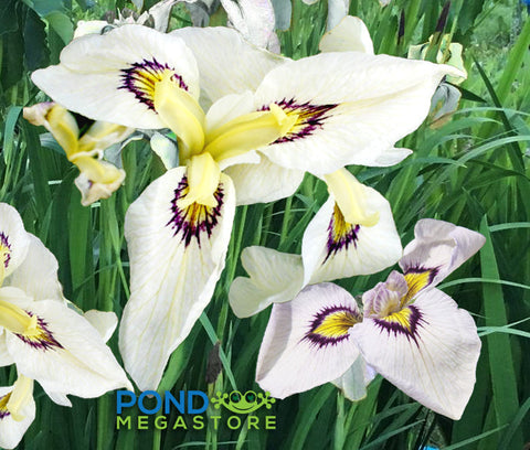 Big Mirror Iris  (Pseudata Iris ) 'Okagami' Japanese Bog Iris - pondmegastore