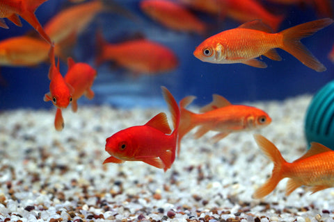 Common Goldfish (3 inch) (Carassius Auratus) - pondmegastore