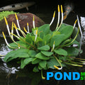 Golden Club <br> (Orontium Aquaticum) <br> - pondmegastore