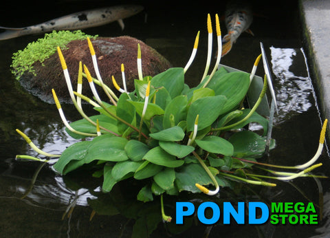 Golden Club  (Orontium Aquaticum)  - pondmegastore