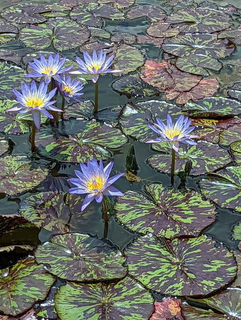 Star of Siam Blue Water Lily
