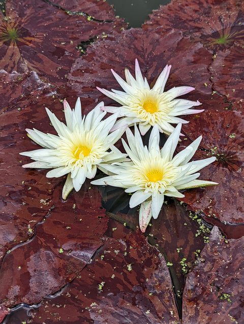 Rachel Presnell Waterlily Very Large!