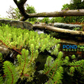 Red Stem Parrot Feather <br> (Minimum 3) - pondmegastore