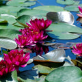 Perry's Baby Red Water Lily <br> Small Hardy Water Lily <br> - pondmegastore