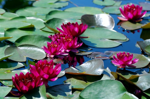 Perry's Baby Red Water Lily  Small Hardy Water Lily  - pondmegastore