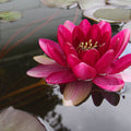 Perry's Baby Red Water Lily <br> Small Hardy Water Lily <br> - pondmegastore