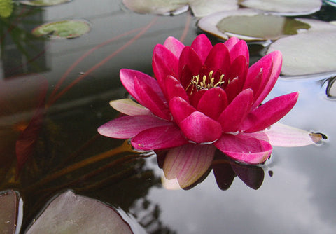 Perry's Baby Red Water Lily  Small Hardy Water Lily  - pondmegastore