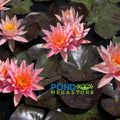 Prakaisad Water Lily, Heavy Bloomer! <br> Medium Hardy Water Lily <br> - pondmegastore