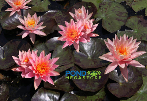 Prakaisad Water Lily, Heavy Bloomer!  Medium Hardy Water Lily  - pondmegastore