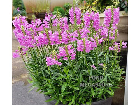 Obedient Flower    Physostegia Virginiana,   (Physostegia leptophyllia) - pondmegastore