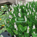 White Pickerel Rush <br> (Pickerel Cordata Alba) <br> Beauty & erosion control - pondmegastore
