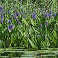 Pickerel Rush (Pontederia Cordata) <br> Blooms early summer into fall! - pondmegastore