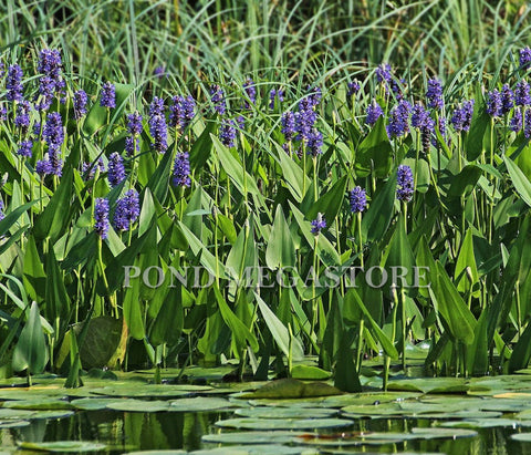 Pickerel Rush (Pontederia Cordata)  Blooms early summer into fall! - pondmegastore