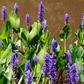 Pickerel Rush (Pontederia Cordata) <br> Blooms early summer into fall! - pondmegastore