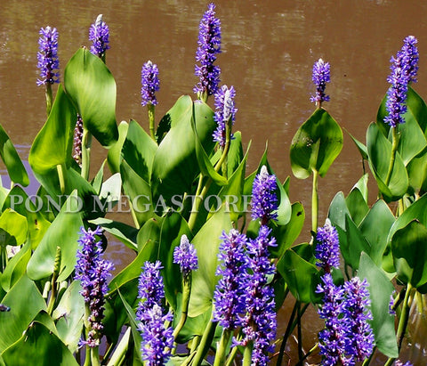 Pickerel Rush (Pontederia Cordata)  Blooms early summer into fall! - pondmegastore