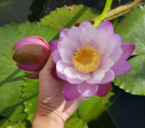 PINK TOPAZ - 2 Available  NEW! Large Australian Hybrid Waterlily