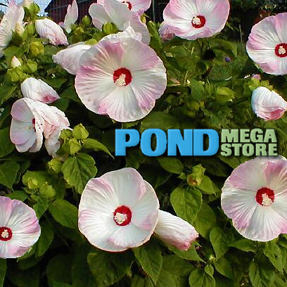 Luna Pink Swirl Hibiscus (Moscheutos)  WINTER HARDY  - pondmegastore