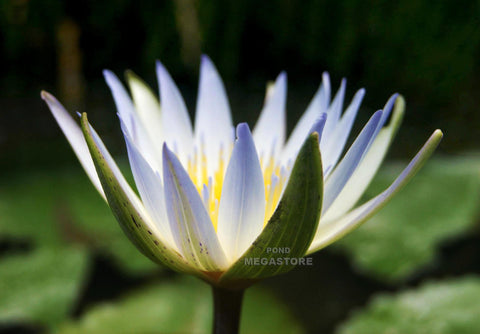 Dauben Blue Waterlily  Small-Medium, Day Bloomer  Ships Spring 2020 ! - pondmegastore