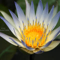 Dauben Blue Waterlily <br> Small-Medium, Day Bloomer <br> Ships Spring 2020 ! - pondmegastore