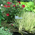 Luna Red Hibiscus (Moscheutos) <br> Winter Hardy to minus 30°F - pondmegastore