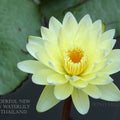 Poonsub, Day blooming <br> Medium-Large Water Lily <br> Available May 2020 - pondmegastore