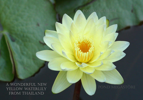 Poonsub, Day blooming  Medium-Large Water Lily  Available May 2020 - pondmegastore