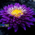 Purple Passion Water Lily <br> Large Water Lily <br> Incredible Large Flowers! - pondmegastore