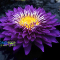 Purple Passion Water Lily <br> Large Water Lily <br> Incredible Large Flowers! - pondmegastore