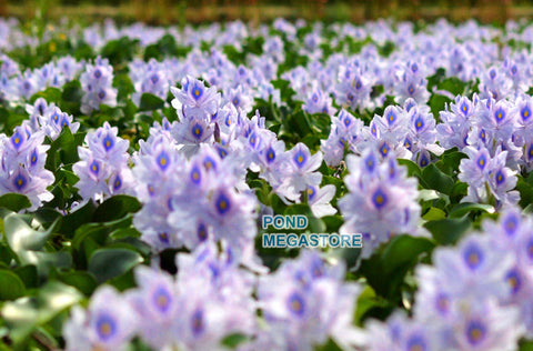 Water Hyacinth (Eichornia Crassipies)  Our most popular Floating Pond Plant  Live pond plants to your door! - pondmegastore