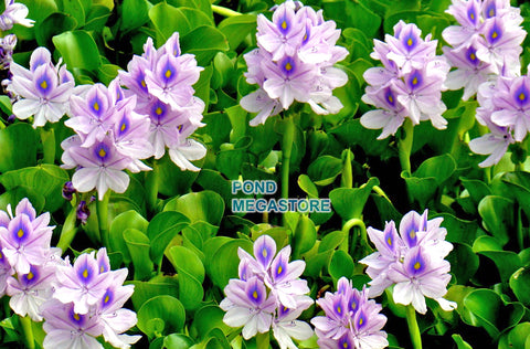 Water Hyacinth (Eichornia Crassipies)  Our most popular Floating Pond Plant  Live pond plants to your door! - pondmegastore