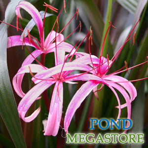 Red Leaf Bog Lily (Crinum) - pondmegastore