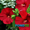 Luna Red Hibiscus (Moscheutos) <br> Winter Hardy to minus 30°F - pondmegastore