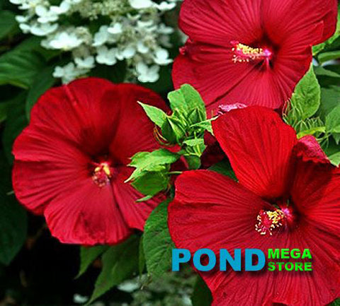 Luna Red Hibiscus (Moscheutos)  Winter Hardy to minus 30°F - pondmegastore