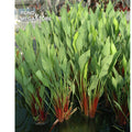 Red Stemmed Sagittaria (Sag. Lancifolia Rubrum) - pondmegastore