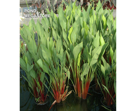 Red Stemmed Sagittaria (Sag. Lancifolia Rubrum) - pondmegastore