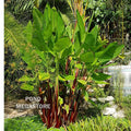 Red Stem, Thalia <br> Geniculata Ruminoides <br> Fast growing / Tall! - pondmegastore