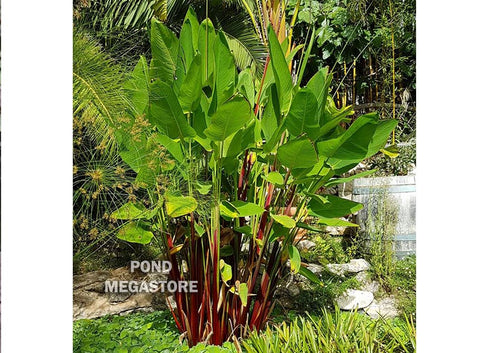 Red Stem, Thalia  Geniculata Ruminoides  Fast growing / Tall! - pondmegastore