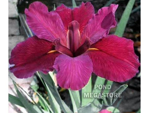 Red Velvet Elvis  Louisiana Bog Iris - pondmegastore