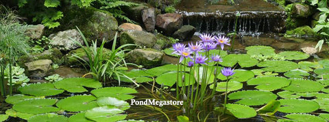 Waterlily World Pond Tabs + Humates (Choose Size) - pondmegastore