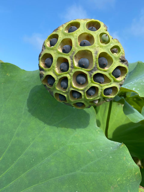 SACRED LOTUS SEEDS, Nelumbo Nucifera (4)BONUS!!! FREE Special Growing Instructions included (LS)