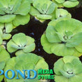 Blue Cloud Rosette Water Lettuce<br> Fast spreading <br> Prettiest Water Lettuce! - pondmegastore