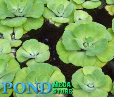 Blue Cloud Rosette Water Lettuce Fast spreading  Prettiest Water Lettuce! - pondmegastore